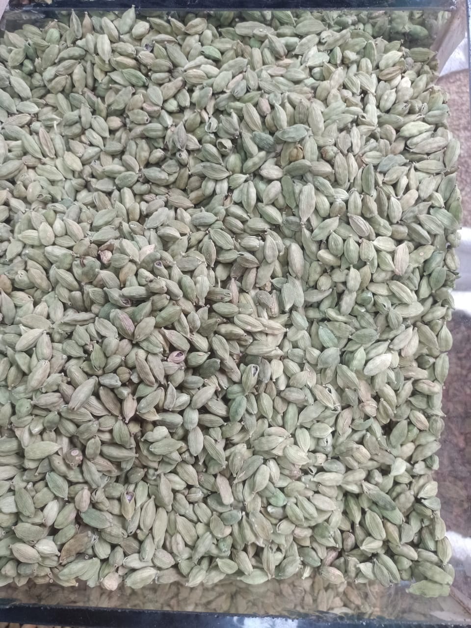 সবুজ এলাচ