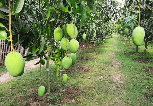 রুপালি আম